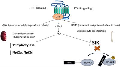 PTH, FGF-23, Klotho and Vitamin D as regulators of calcium and phosphorus: Genetics, epigenetics and beyond